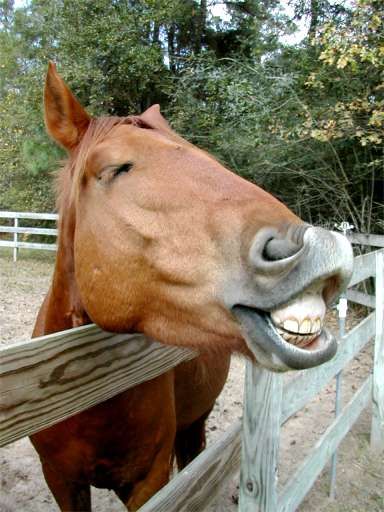Something for a Horse to Smile about ~ photo by Terry Fitch of Wild Horse Freedom Federation