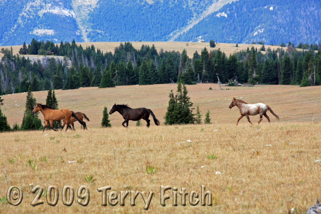 horses running free. Pryor Mountain Horses running