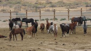 "Why", the question asked at Palomino Valley ~ photo by Terry Fitch of Wild Horse Freedom Federation