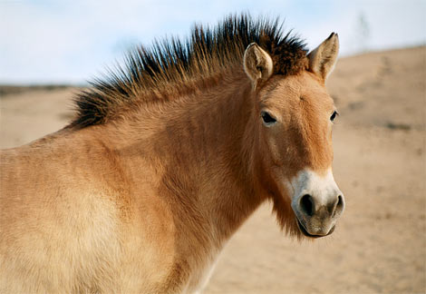 horse pictures. Prezwalski#39;s Horses Deemed