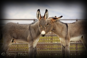 Baby Wild Burros Captured and Imprisoned by the BLM ~ photo by Terry Fitch of Wild Horse Freedom Federation