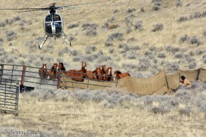 BLM attacking what was left of Nevada's Antelope herd ~ photo by Terry Fitch of Wild Horse Freedom Federation
