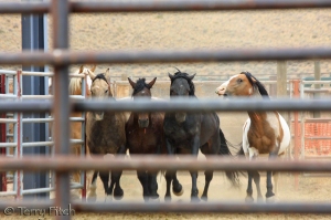 photo by Terry Fitch of Wild Horse Freedom Federation.