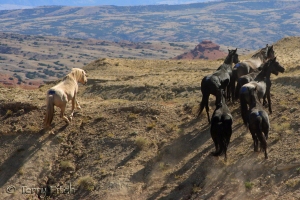 Cloud and family after release from BLM capture in 2009 ~ photo by Terry Fitch of Wild Horse Freedom Federation