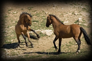 photo by Terry Fitch of Wild Horse Freedom Federation