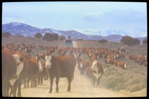 Privately owned welfare cattle being herded onto public land and wild horse habitat  ~  photo by Terry Fitch of Wild Horse Freedom Federation