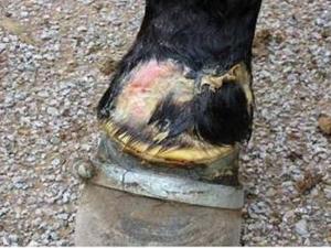 Effects of Horse Soring