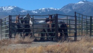 damonte-ranch-horses