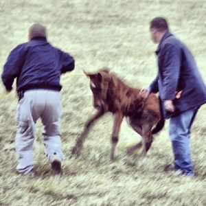 3 week old foal being dragged with baling twine by developers hired security at Ag. Dept. bait trap - photo by 