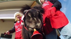 Nov. 17, 2012: In this photo Tinker, a miniature horse, rings a red bell for the Salvation Army outside a craft fair in West Bend, Wis. with his owners Carol and Joe Takacs. (AP)