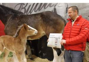 Jeff Knapper, general manager of Budweiser Clydesdale operations, shows the baby foal the USA Today headline announcing that "Brotherhood" won the Super Bowl XLVII Ad Meter competition. Fans submitted more than 60,000 ideas via social media for naming the now-21-day-old Clydesdale, who Budweiser announced will be called "Hope" (PRNewsFoto/Anheuser-Busch) / PR NEWSWIRE