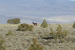 This wild horse looking across the vista appears to be wondering the same thing that continually crossed our minds during this three day journey … “Where have all the wild ones gone”?