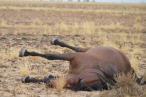 Photo: One of the thousands of wild horses that were shot in the cull. (Libby Lovegrove: Wild Horses Kimberley)
