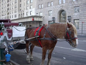carriage_horse_new_york