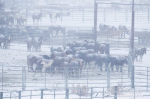 BLM captives without shelter ~ photo by Carol Walker of Wild Horse Freedom Federation