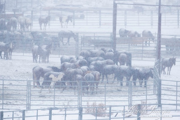 BLM captives without shelter ~ photo by Carol Walker of Wild Horse Freedom Federation
