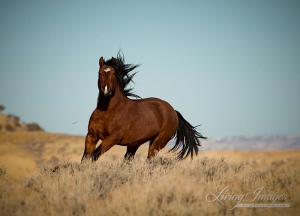 photo by Carol Walker ~ Director of Field Documentation for Wild Horse Freedom Federation
