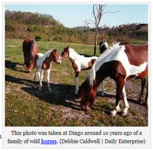 Dingo Horses
