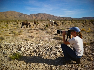 Terry Fitch of Wild Horse Freedom Federation photographing members of the Cold Creek Herd, Sept. 2012 ~ photo by R.T. Fitch