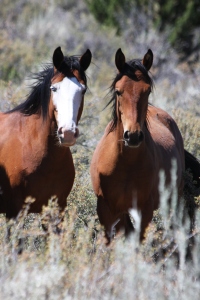 Twin Peaks Horses prior to Helicopter Stampede ~ photo by Terry Fitch
