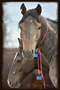 BLM Captives; Freedom Lost ~ by Terry Fitch of Wild Horse Freedom Federation