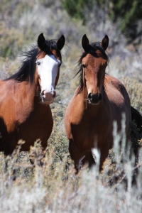 Twin Peaks Horses just prior to 2010 roundup ~ photo by Terry Fitch of Wild Horse Freedom Federation