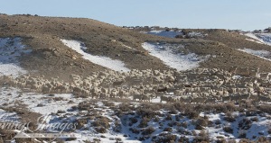 Sheep covering Adobe Town HMA ~ photo by Carol Walker