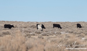 Wild Horse grazing among private, welfare cattle on Adobe Town HMA ~ photo by Carol Walker