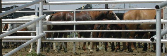 Healthy horses waiting to be slaughtered back when Kaufman's Dallas Crown horse slaughterhouse was in operation ~ photo courtesy of Kaufmanzoning.net