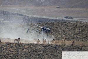 (2014) BLM destroying the last of Wyoming's Wild Horses for the benefit of Welfare Ranchers ~ photo taken last week by Carol Walker of Wild Horse Freedom Federation