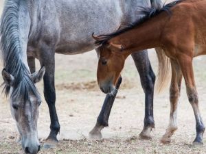 A Salt River horse and foal graze at Butcher Jones Recreational Area in Tonto National Forest located near Mesa on Thursday, August 6, 2015.(Photo: Isaac Hale / The Republic)