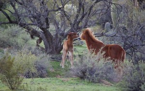 A free-roaming mare plays with her one-day-old foal near the Salt River in Arizona.  Photo by Elizabeth Stuart
