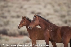 Photo by Carol Walker of Wild Horse Freedom Federation