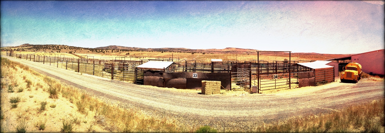 BLM Hines Holding Facility - Wanna Be Home of Frankenstein Sterilization Experiments ~ Photo by R.T. Fitch of Wild Horse Freedom Federation