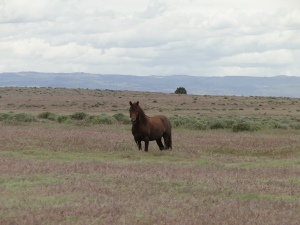 Buckhorn Road - Wild Horse and Burro Herd Area